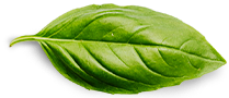 Page d'accueil MaisonManon Basil Leaf